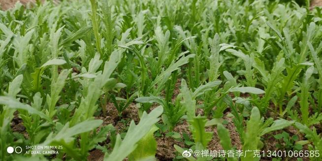 早安禅喻 佛教我们怎样面对纷扰 一个广告引发的觉察